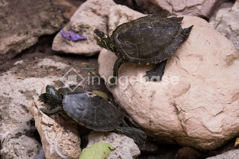 Turtles on Rocks