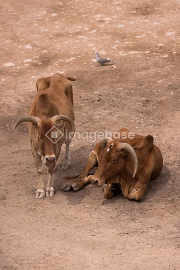 Cattle Resting