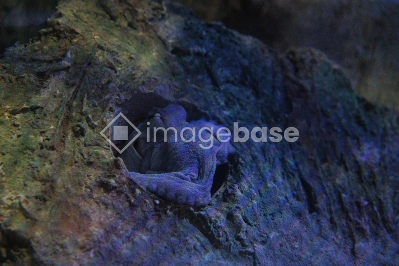Octopus in Rock Crevice