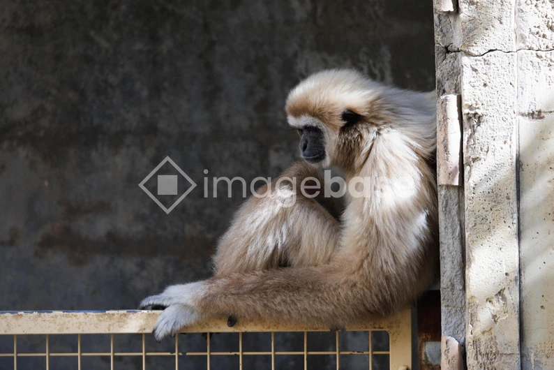 Solitary Gibbon in Enclosure