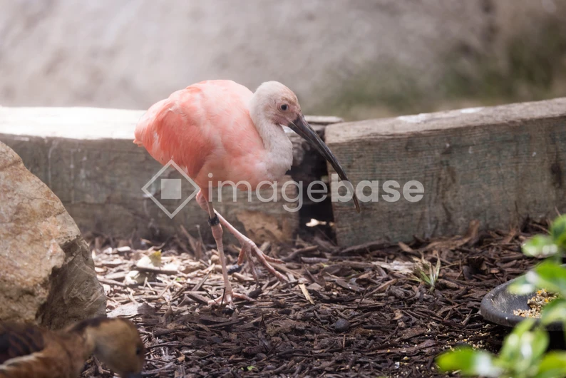 Pink Bird in Natural Habitat