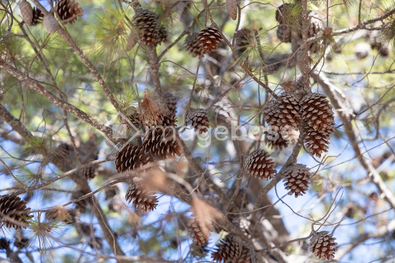 Pine Cones on a Tree
