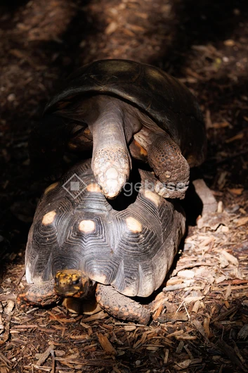 Tortoises in Habitat