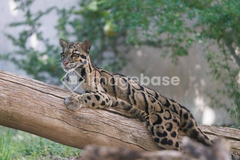 Leopard Resting on a Log