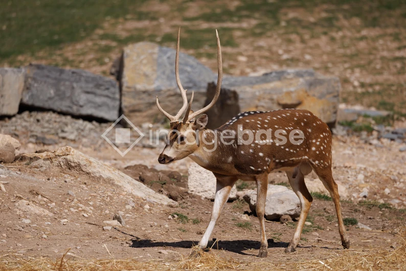 Walking Spotted Deer