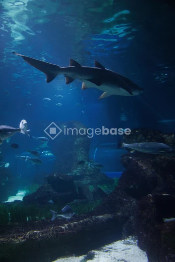 Underwater Exploration