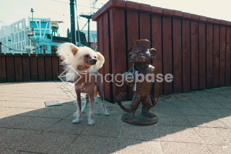 Dog and Bronze Statue