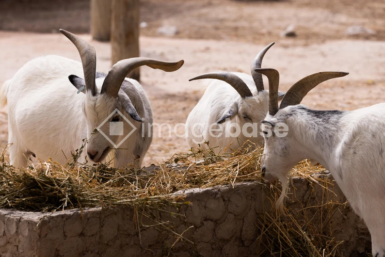 Goats Feeding