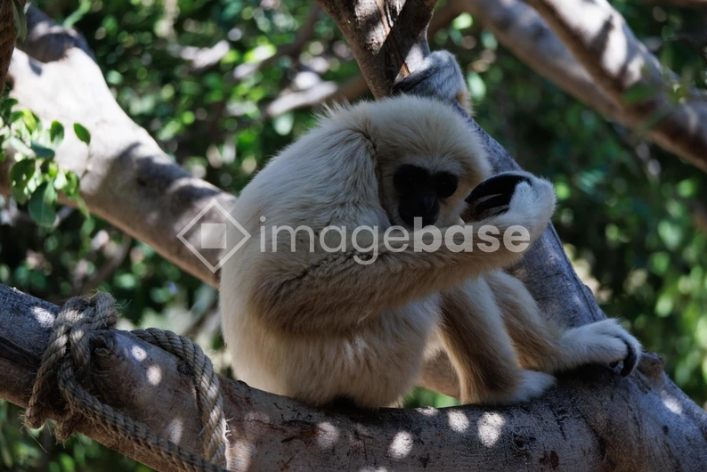 Gibbon Resting on Tree