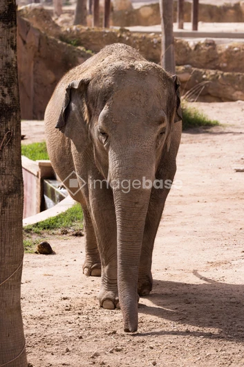 Elephant in Natural Habitat