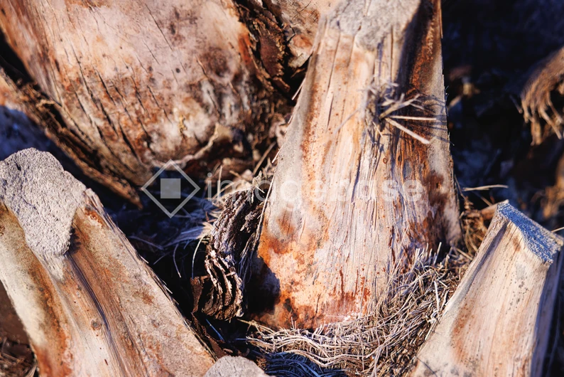 Close-up of Tree Bark