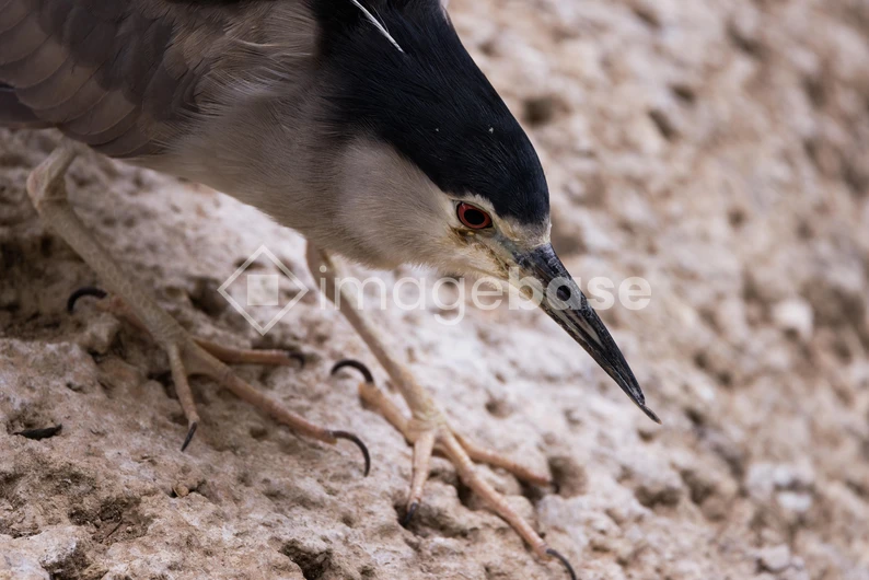 Close-up of a Heron