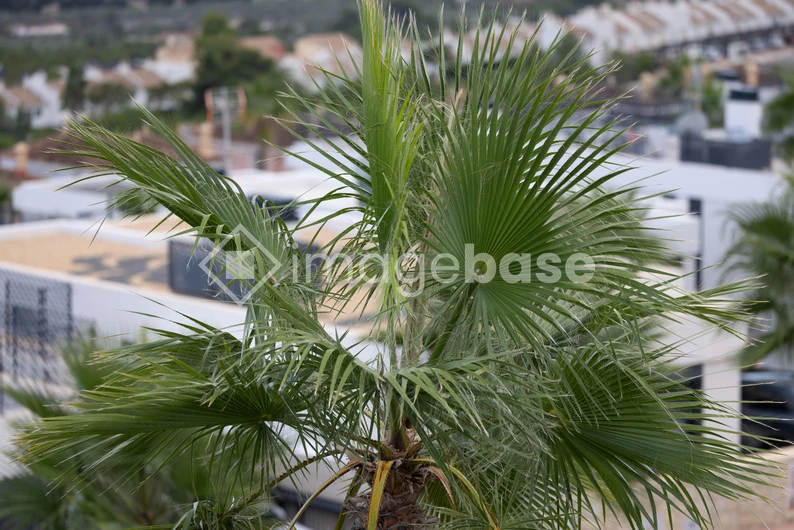 Scenic Palm View