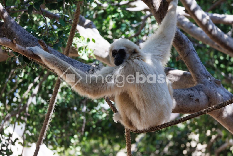 Gibbon in the Trees