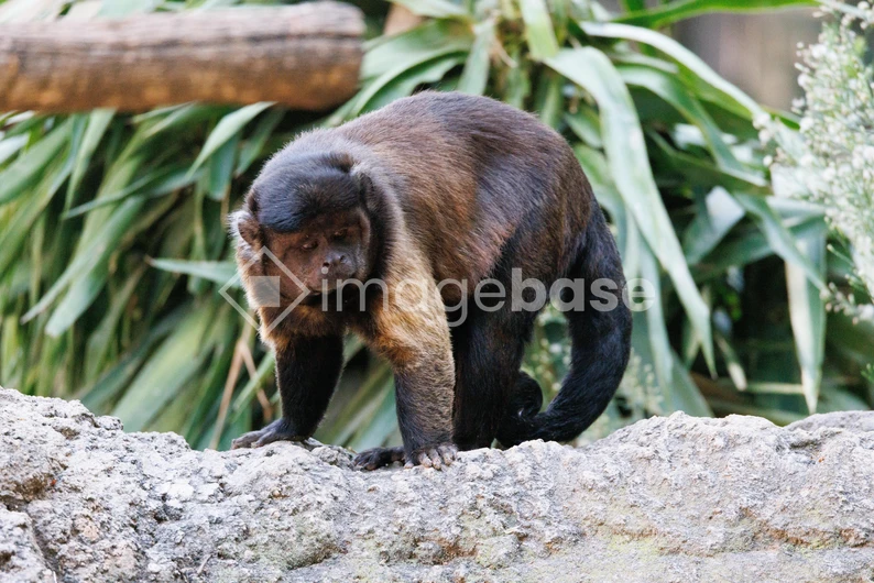 Monkey in Natural Habitat