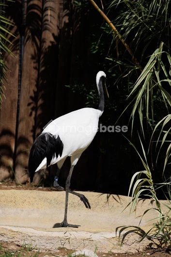 Elegant Crane