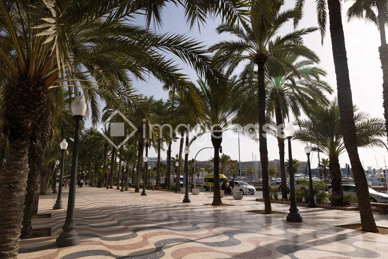 Sunny Palm-Lined Promenade