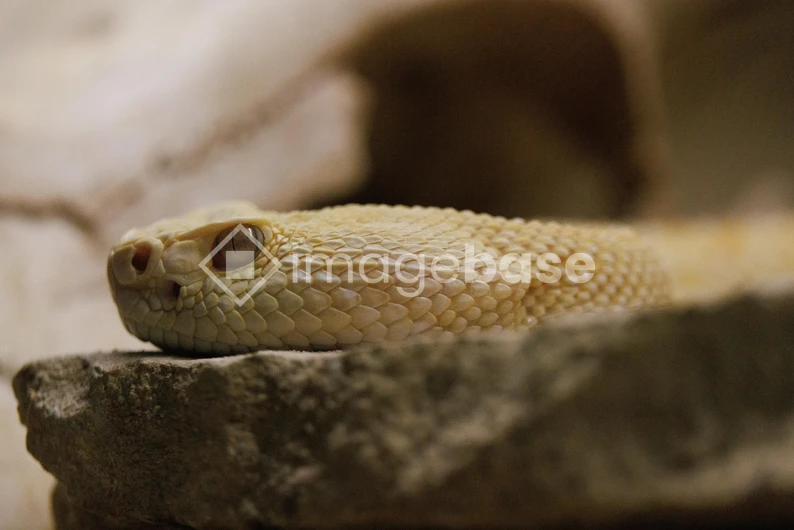 Close-up of a Snake