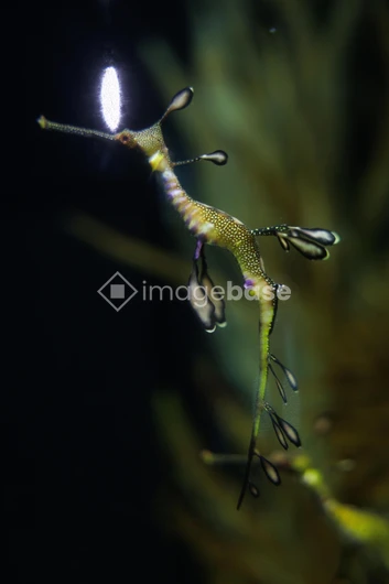 Underwater Sea Dragon