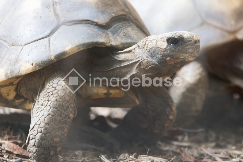 Close-Up of a Tortoise