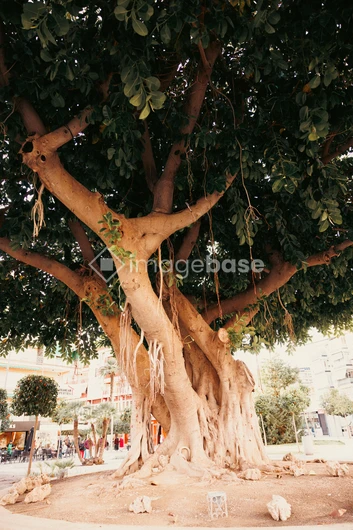 Majestic Tree in Urban Setting