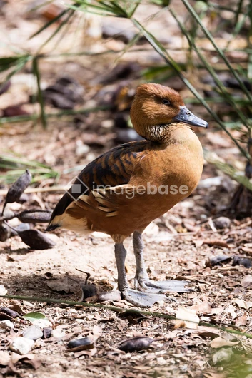 Duck in Natural Habitat
