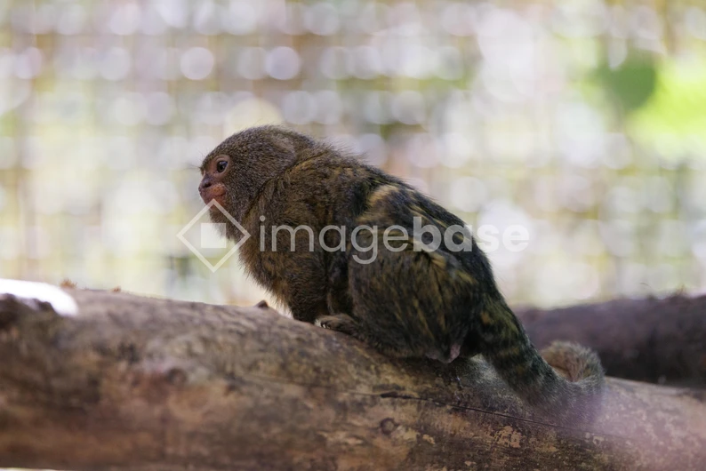 Pygmy Marmoset on a Branch
