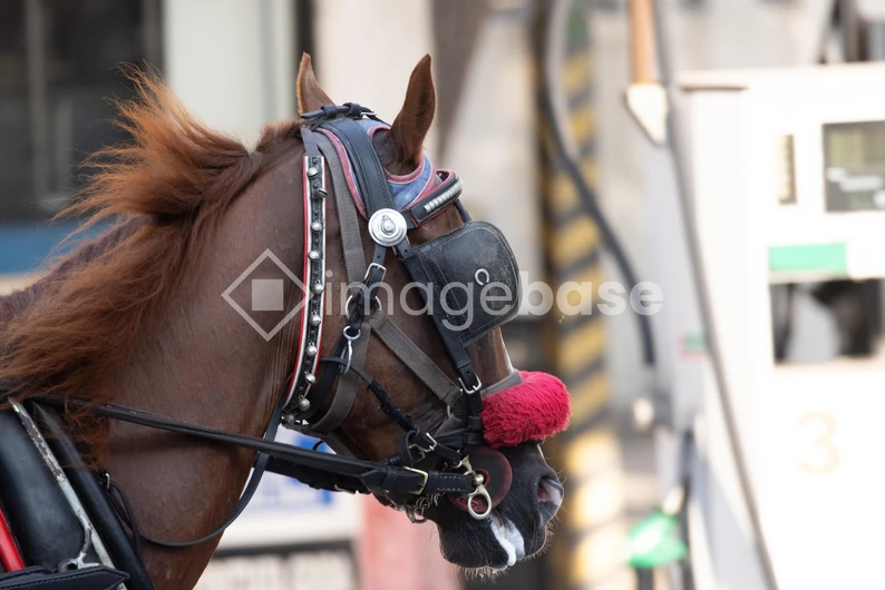 Horse in Harness