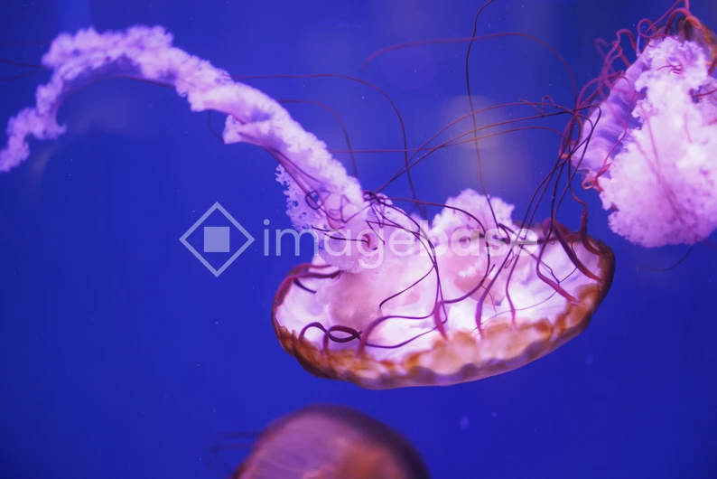 Graceful Jellyfish in Blue Ocean