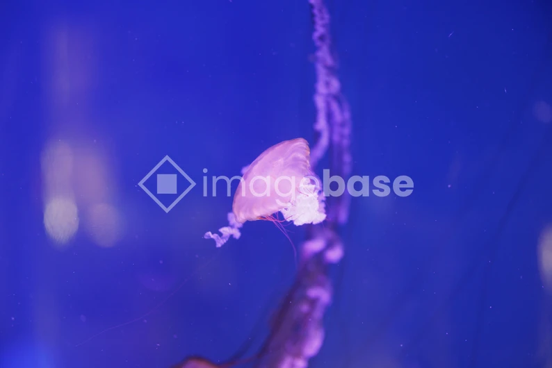 Ethereal Jellyfish