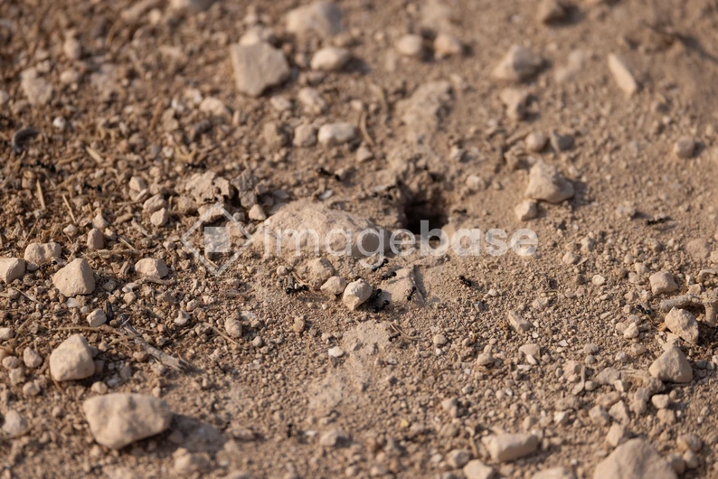 Ants on Rocky Terrain