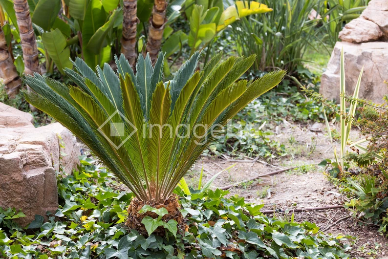 Serene Garden Foliage