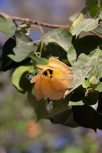 Yellow Hibiscus Blossom