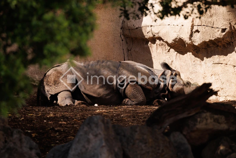 Resting Rhino