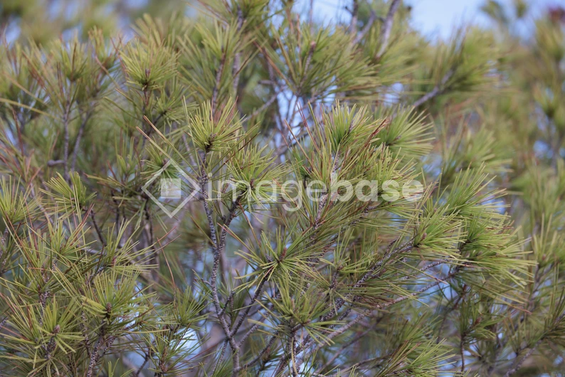 Pine Tree Branches