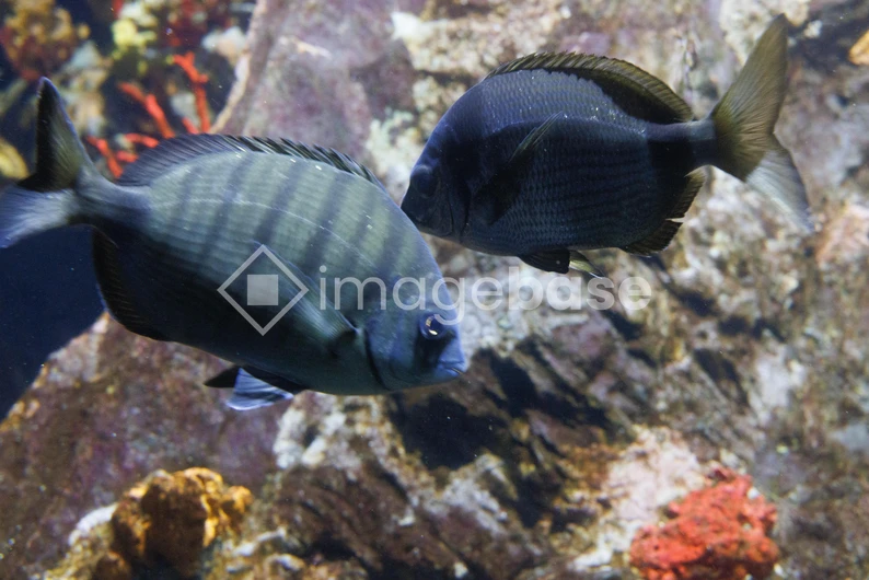 Aquatic Harmony