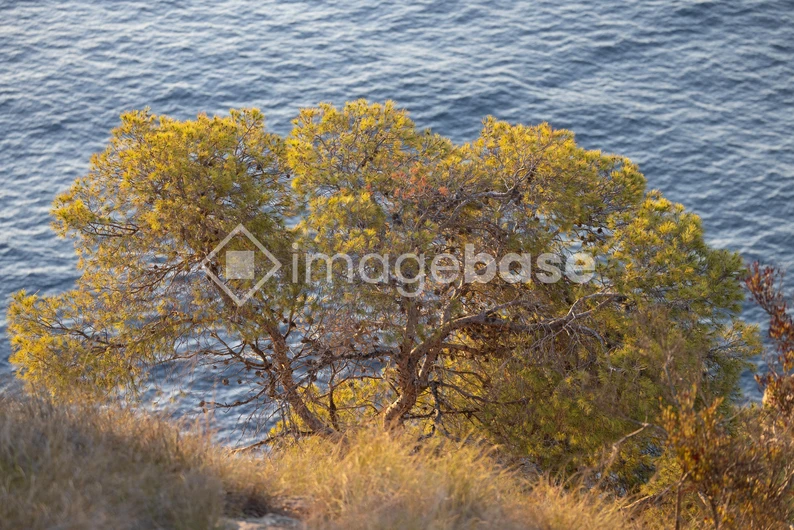 Coastal Tree Scenery