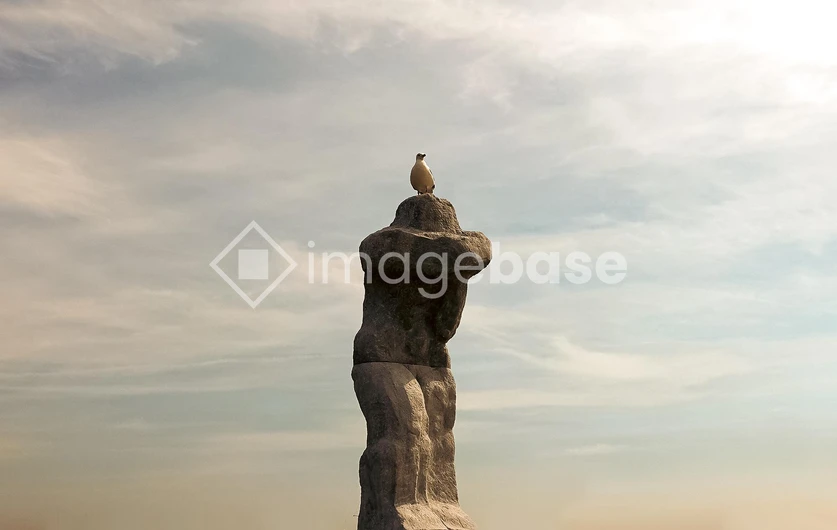 Seagull on Monument