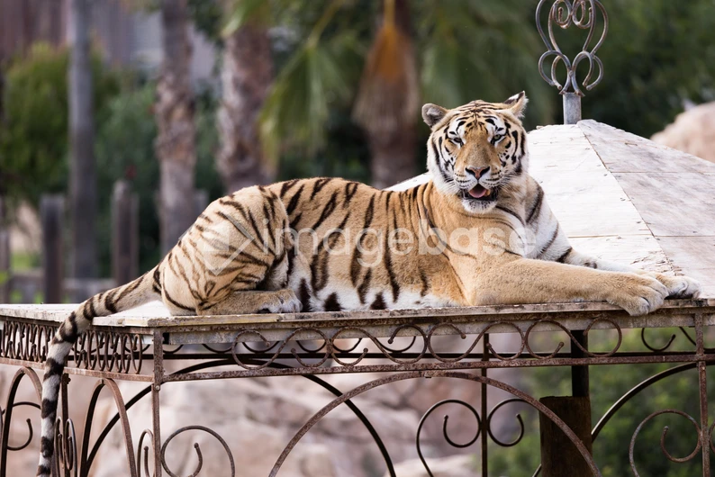 Majestic Tiger Resting