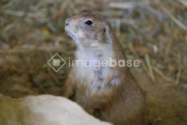 Alert Prairie Dog