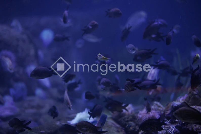 Underwater Serenity