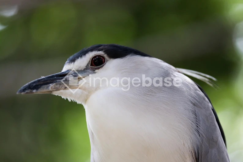 Close-up of a Heron