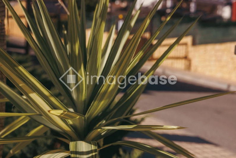 Close-up of a Spiky Plant