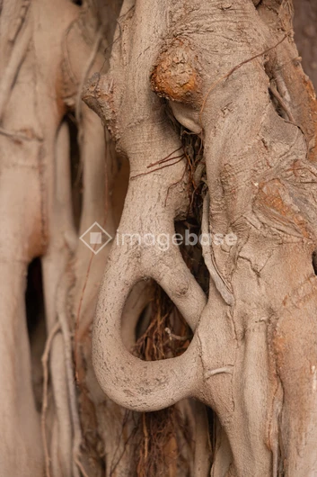 Intricate Tree Roots