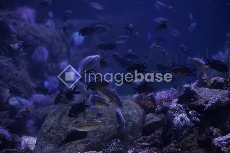 Aquatic Serenity
