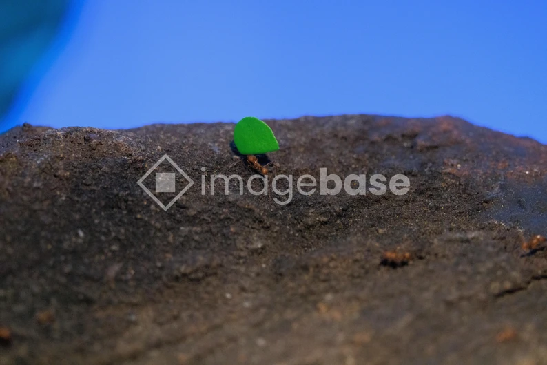 Leaf Cutter Ant on Soil