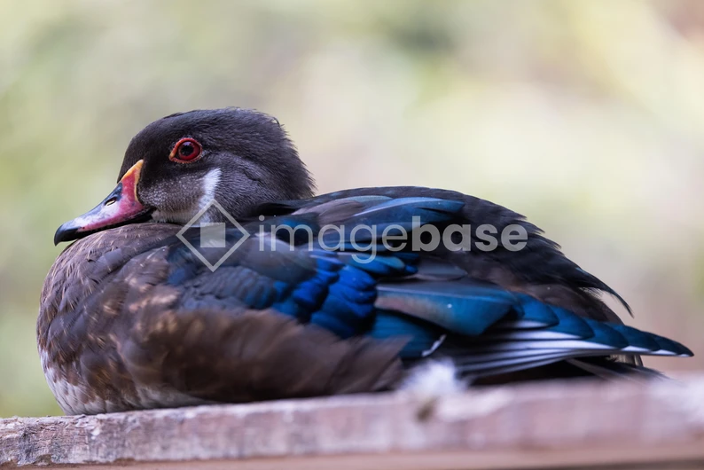 Resting Duck on a Wooden Surface