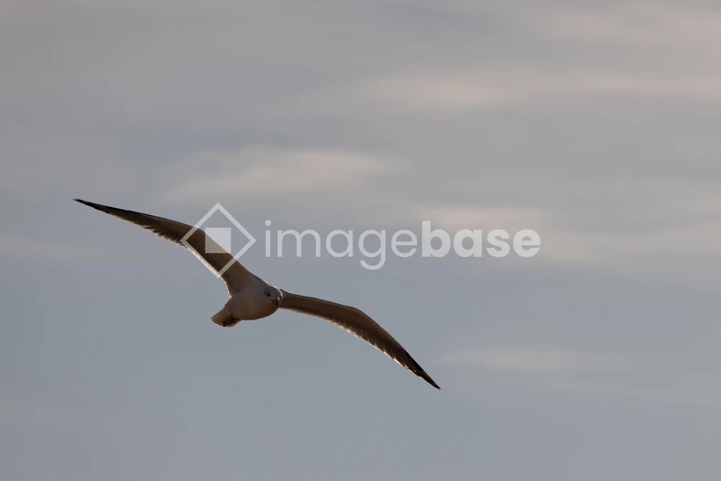 Seagull in Flight