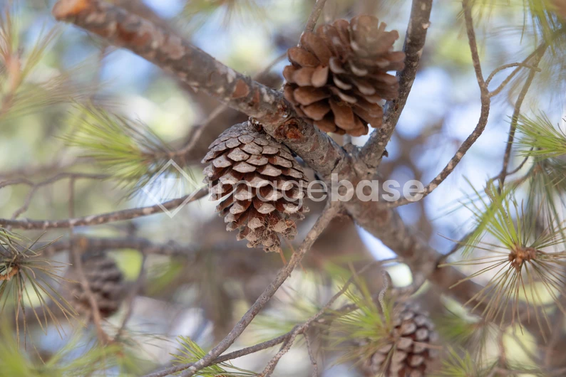 Pine Cones on a Tree