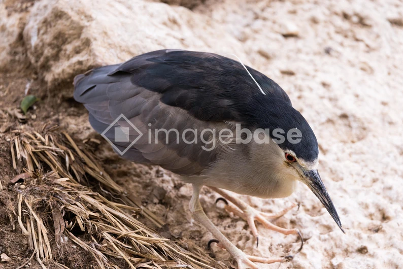 Solitary Heron
